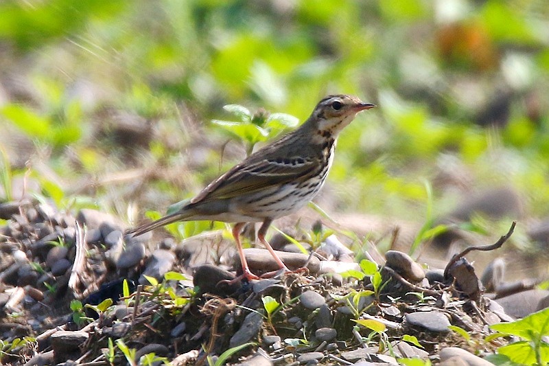 Pipit à dos olive - ML24149031