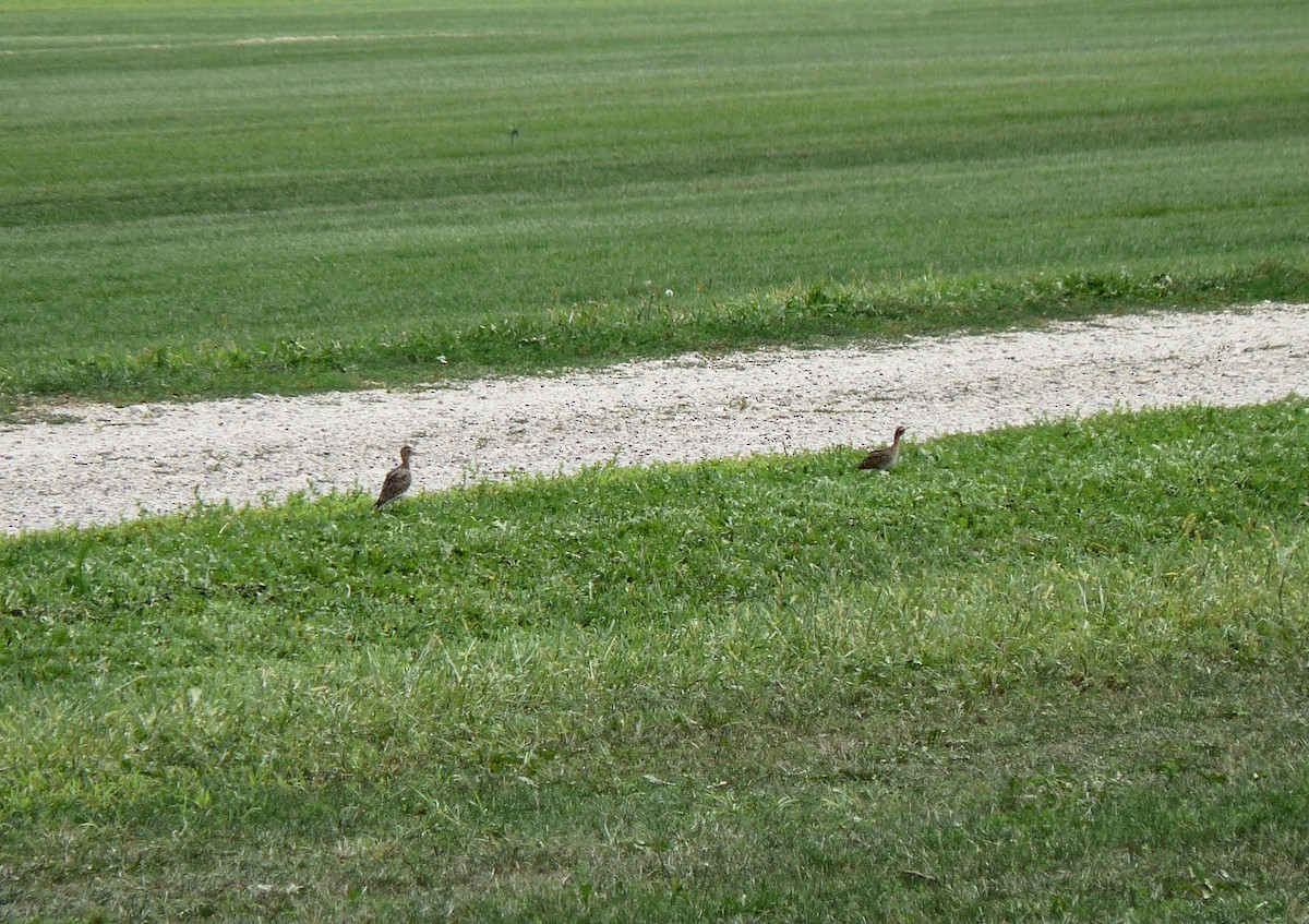 Upland Sandpiper - ML241490371