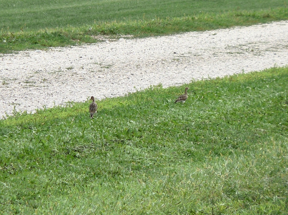 Upland Sandpiper - ML241490471