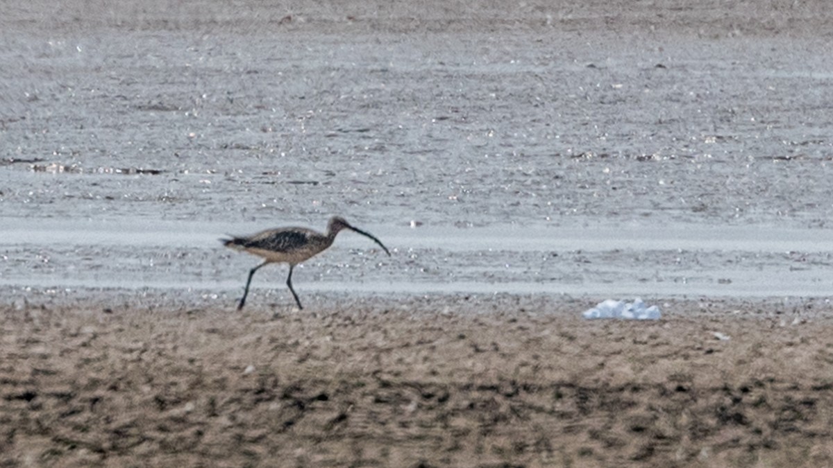 Морин тутгалжин - ML24149111