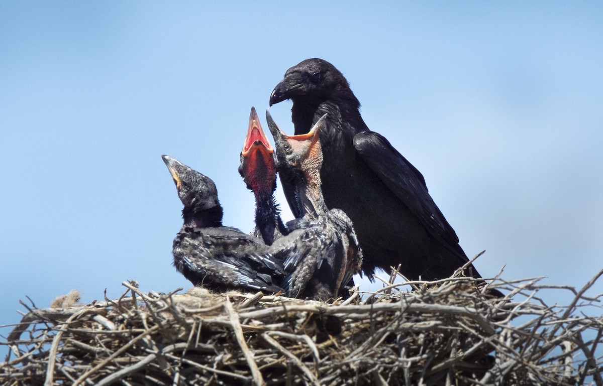 Common Raven - Sylvia Wright