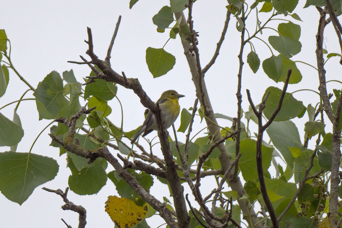 Vireo Gorjiamarillo - ML241494981