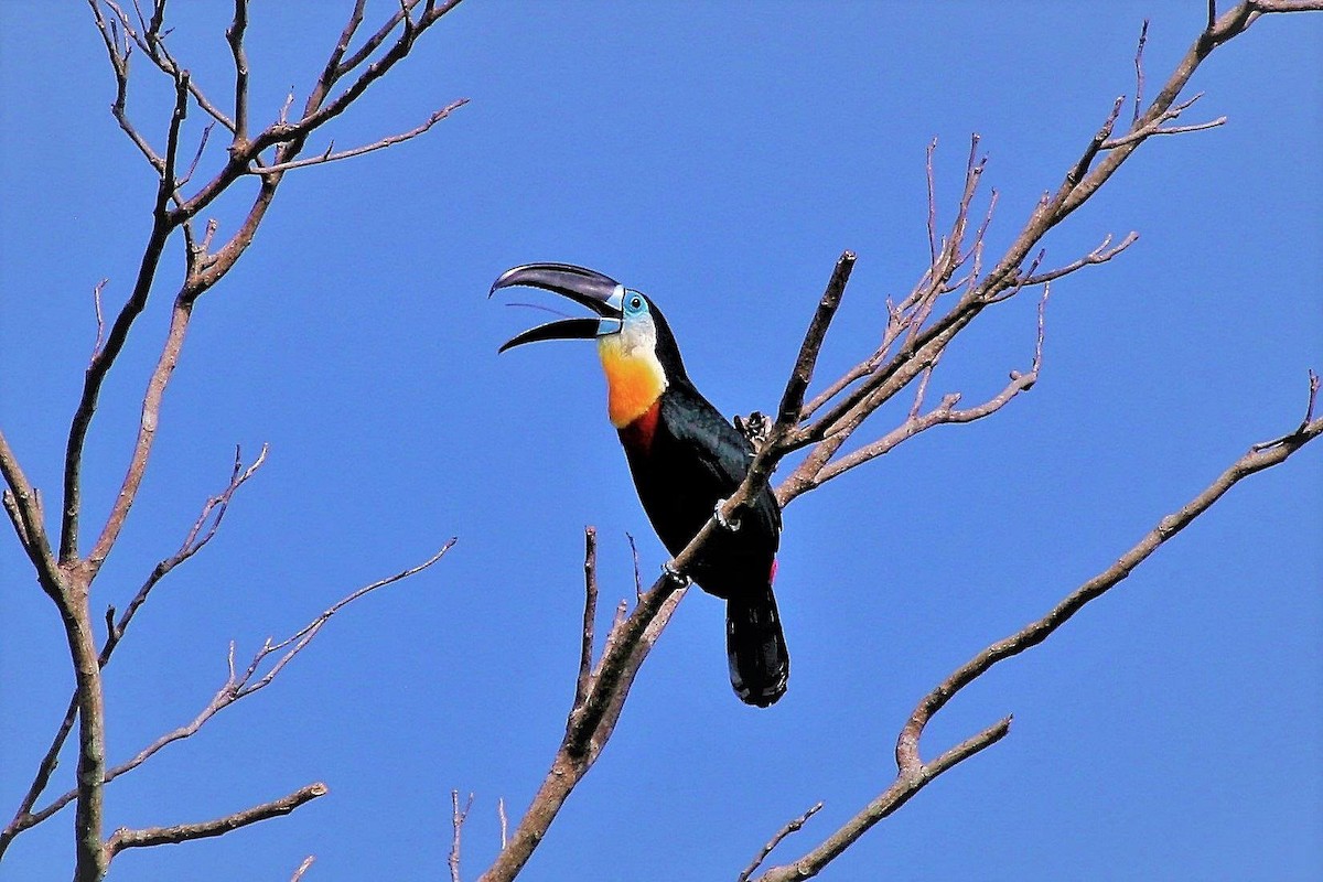 Channel-billed Toucan - ML241495581