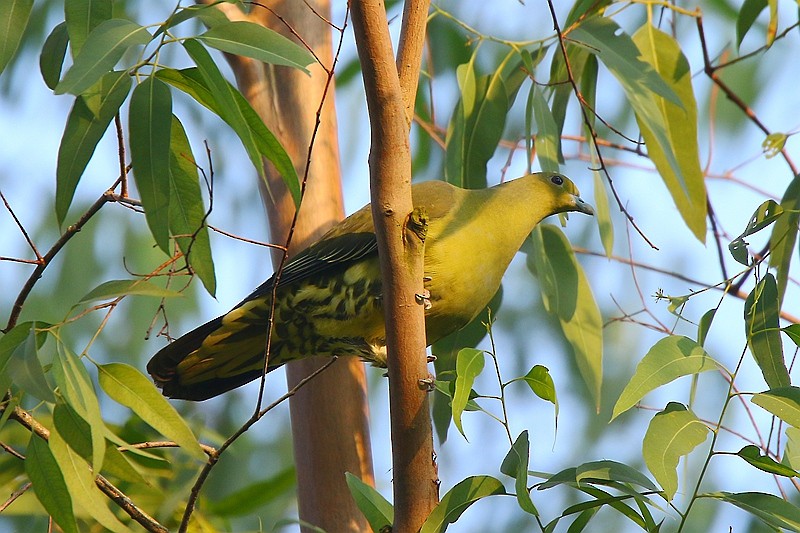 Whistling Green-Pigeon - Roland Lo