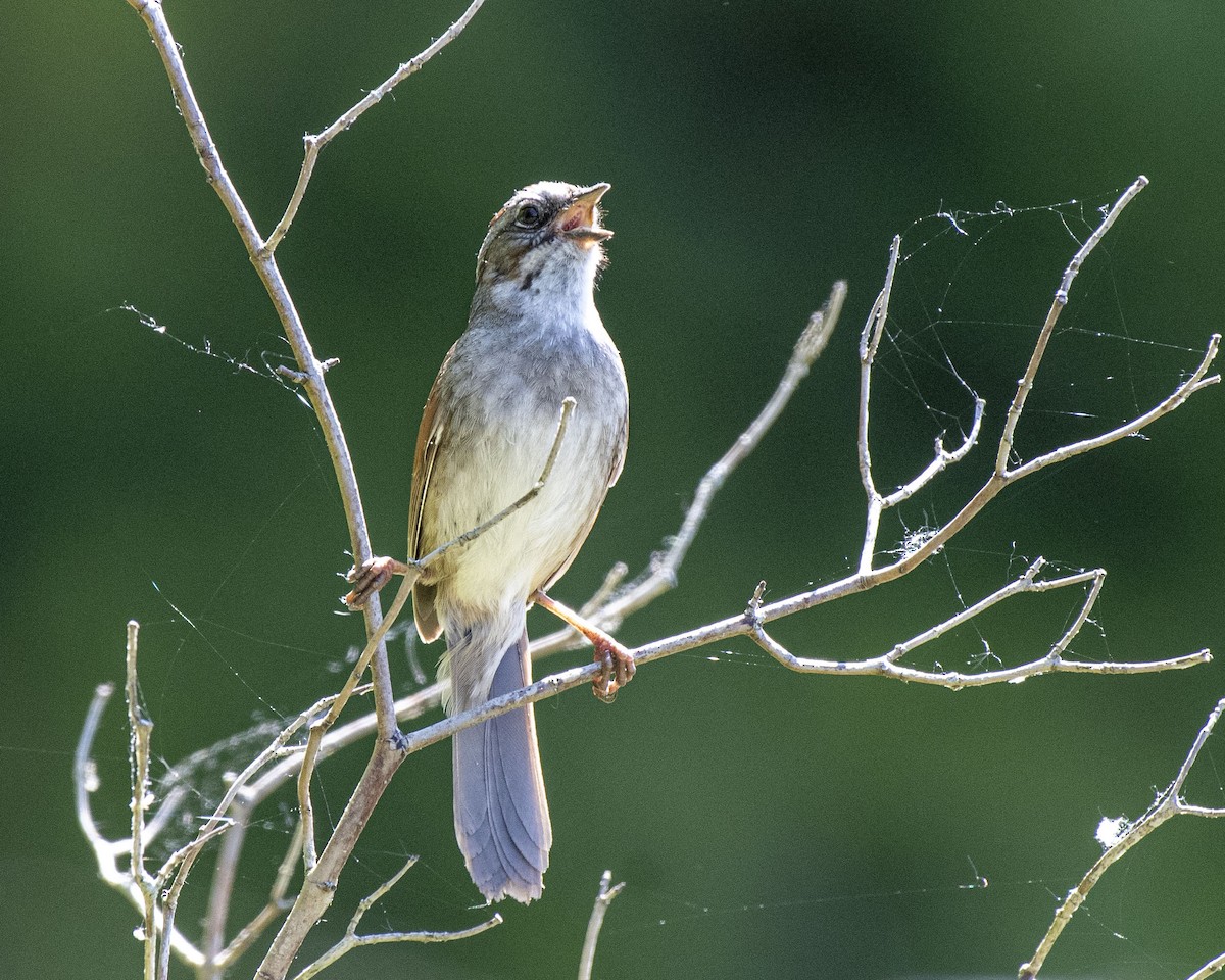 Swamp Sparrow - ML241495911