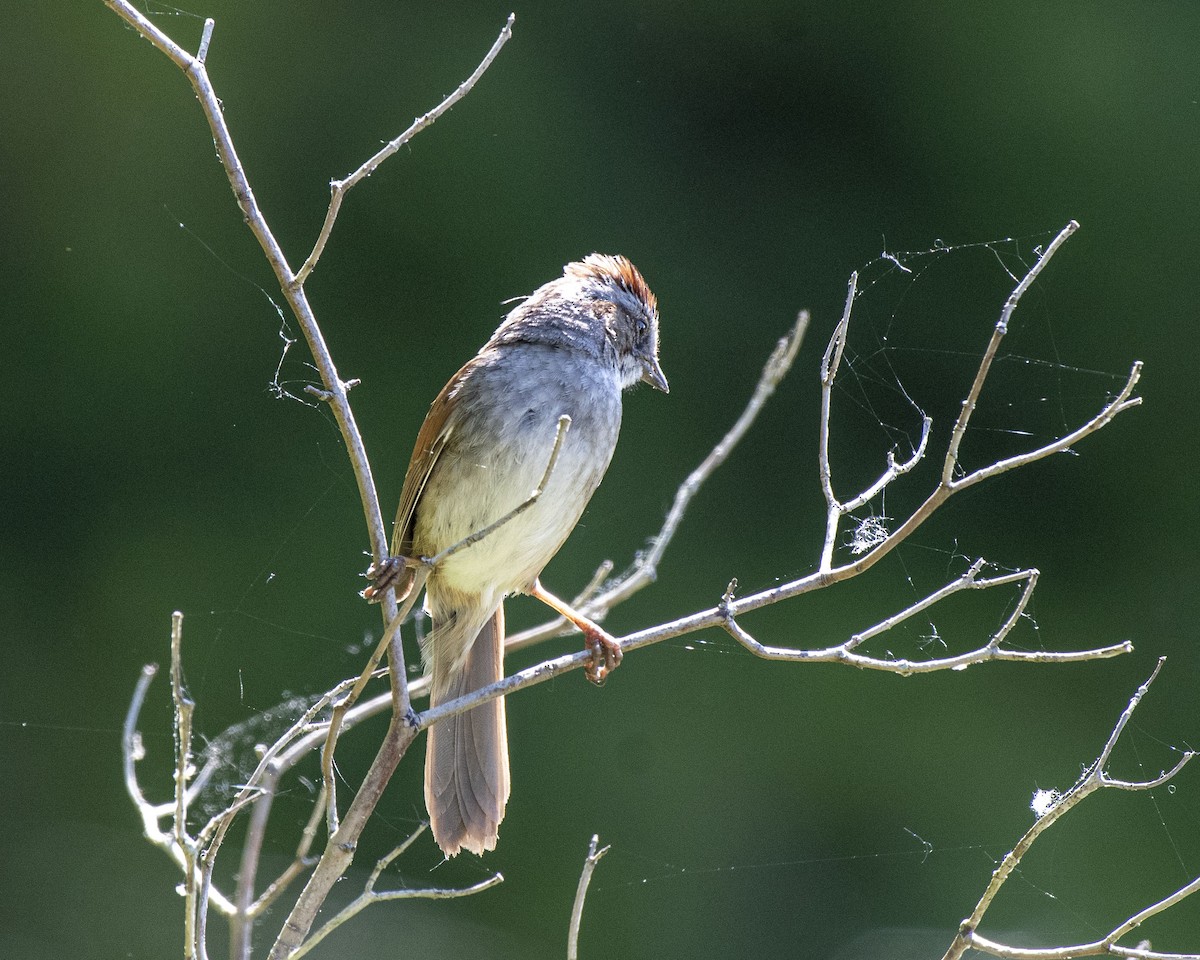 Swamp Sparrow - ML241495951