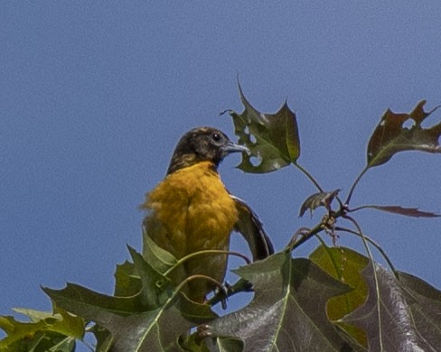 Baltimore Oriole - ML241496061