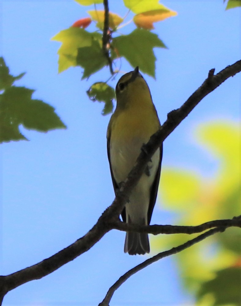 Yellow-throated Vireo - ML241498631