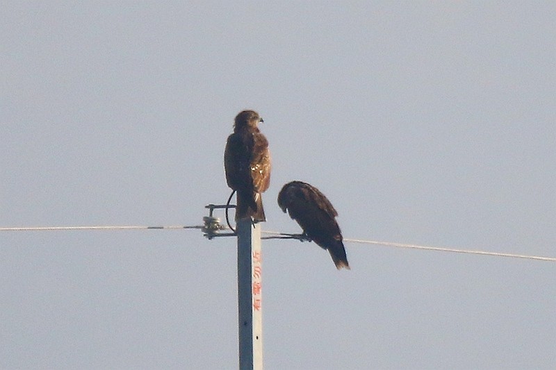 Black Kite - Roland Lo