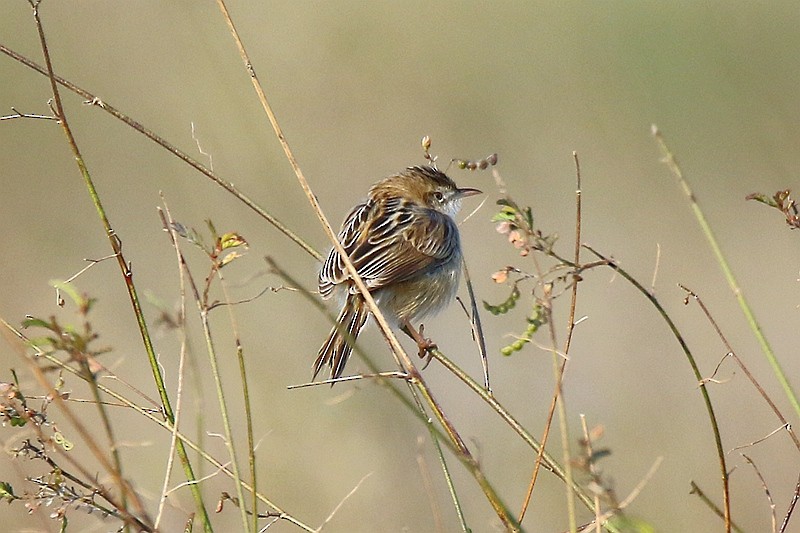 Zitting Cisticola - ML24149901