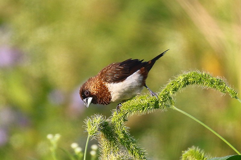 White-rumped Munia - Roland Lo