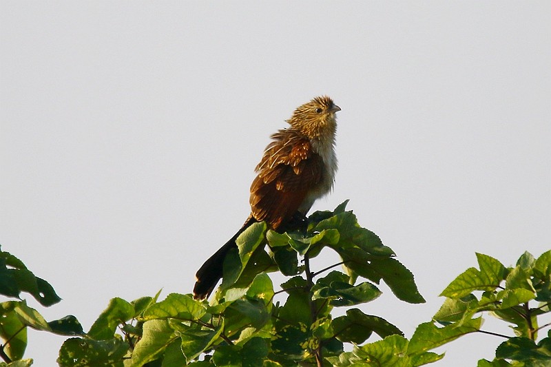 Lesser Coucal - Roland Lo