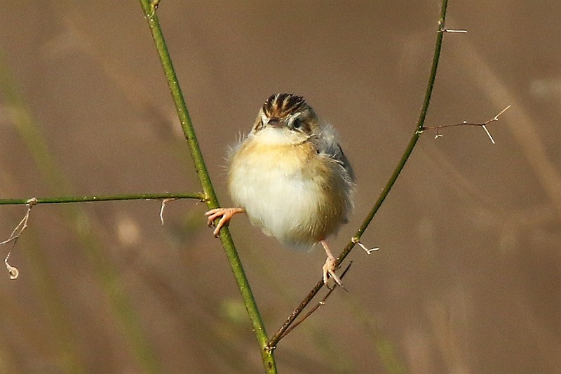 Zitting Cisticola - Roland Lo