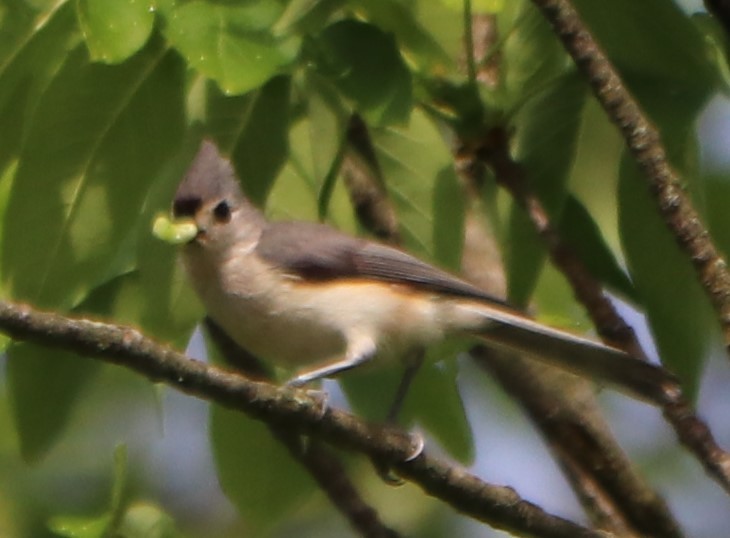 Tufted Titmouse - ML241499441