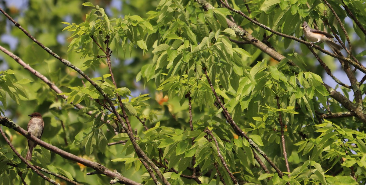 Tufted Titmouse - ML241499621