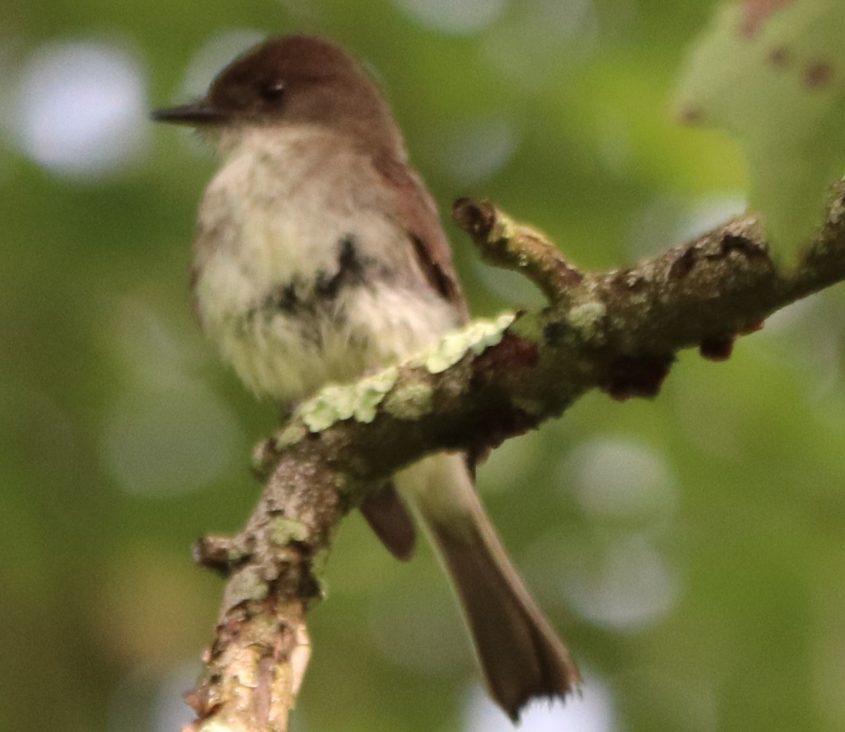 Eastern Phoebe - ML241499641