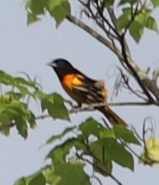 Baltimore Oriole - ML241499701