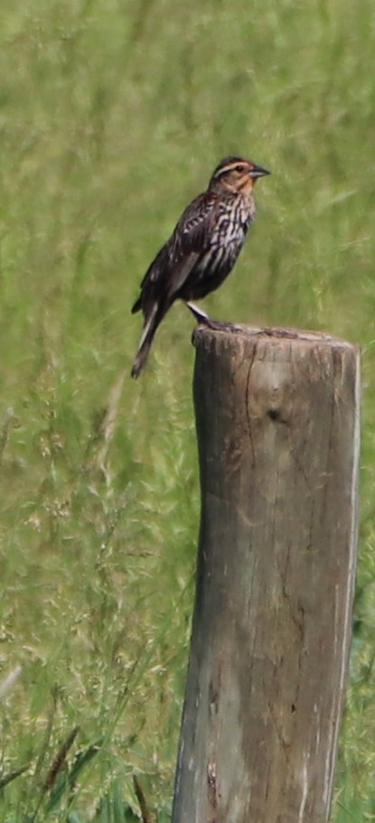 Red-winged Blackbird - ML241499811