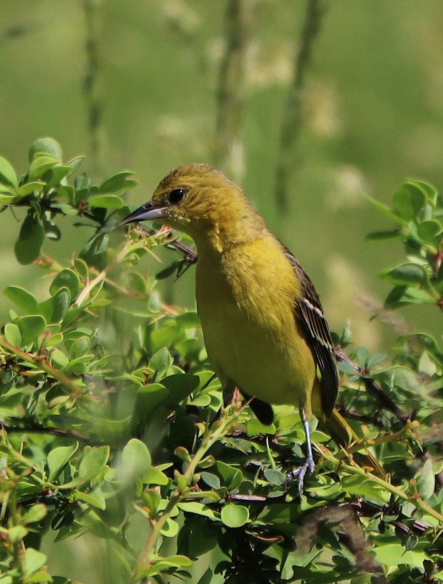 Orchard Oriole - valerie heemstra