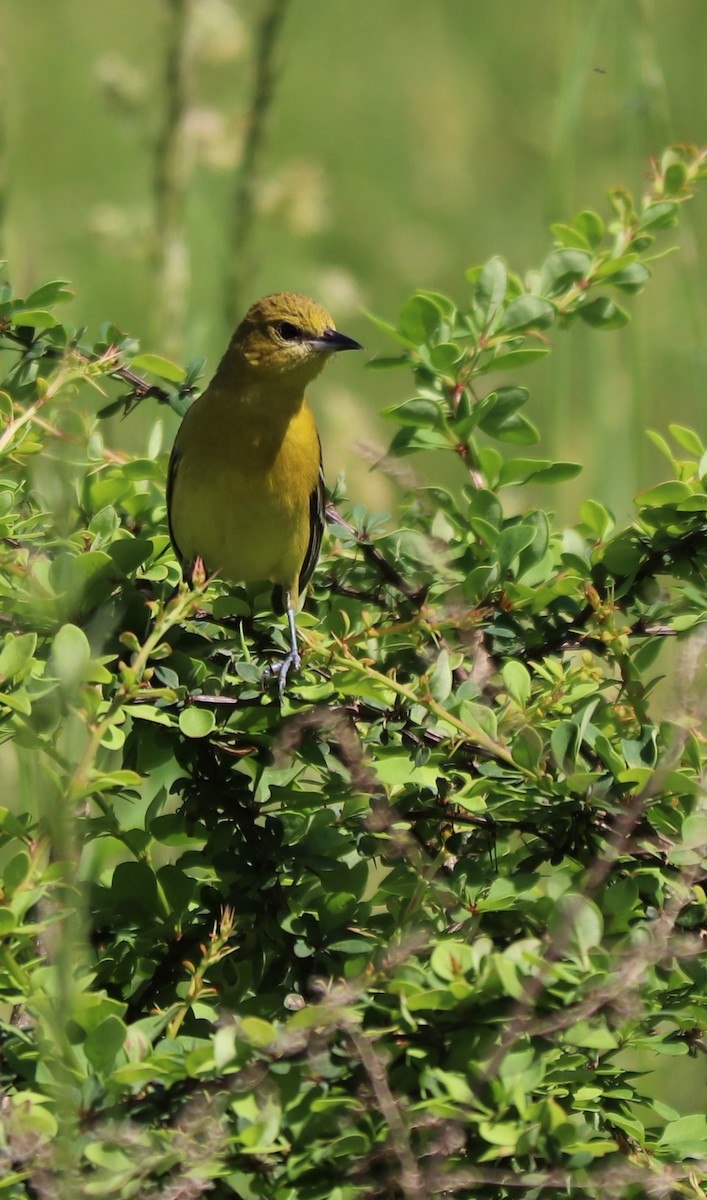 Orchard Oriole - ML241500071