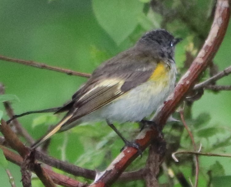 American Redstart - ML241500411