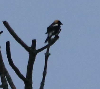 Bobolink - ML241500611