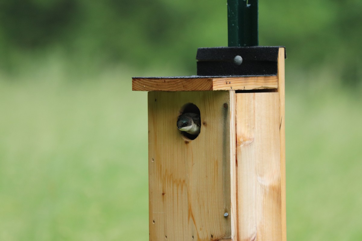 Tree Swallow - ML241500931