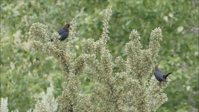 Brown-headed Cowbird - ML241503241