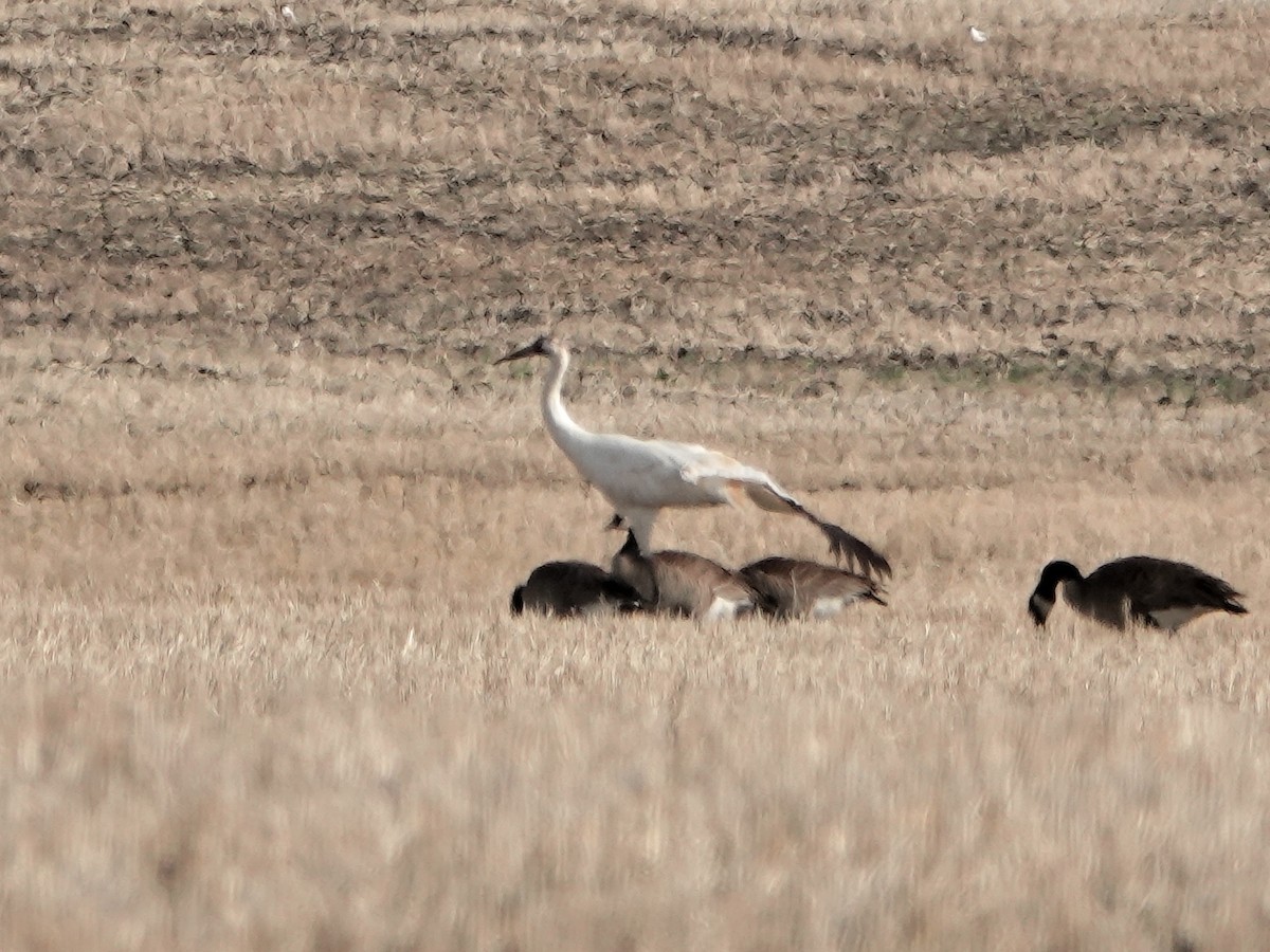 Grulla Trompetera - ML241504121