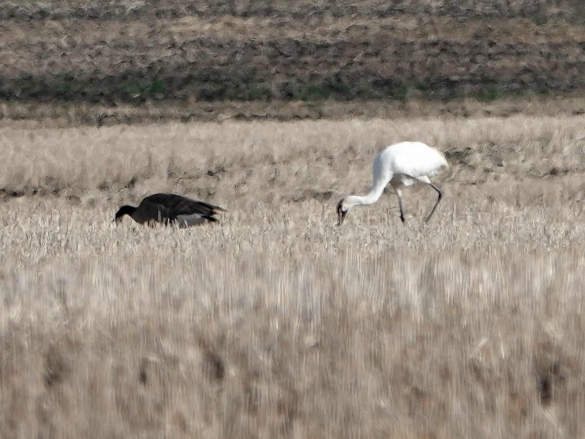 Whooping Crane - ML241504131