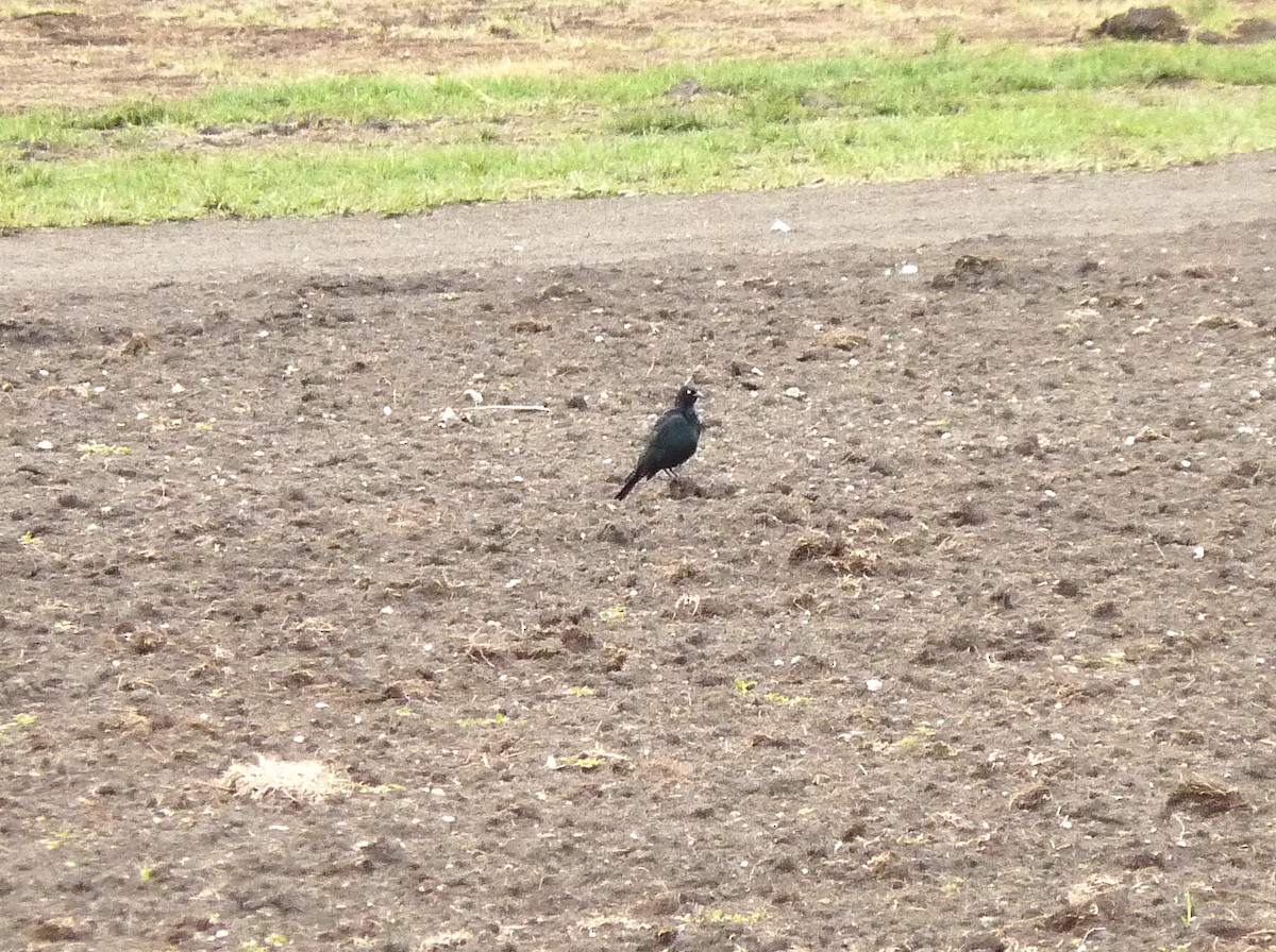 Brewer's Blackbird - ML241504921