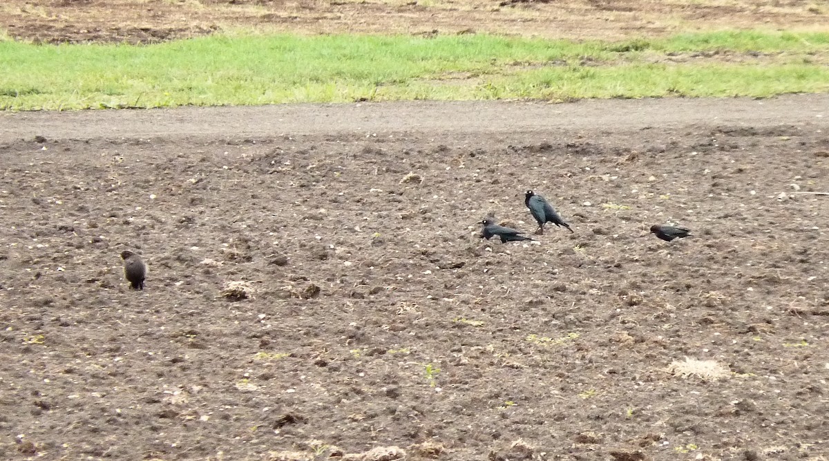 Brewer's Blackbird - ML241504971