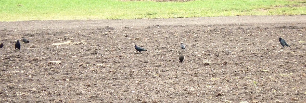 Brewer's Blackbird - ML241505031