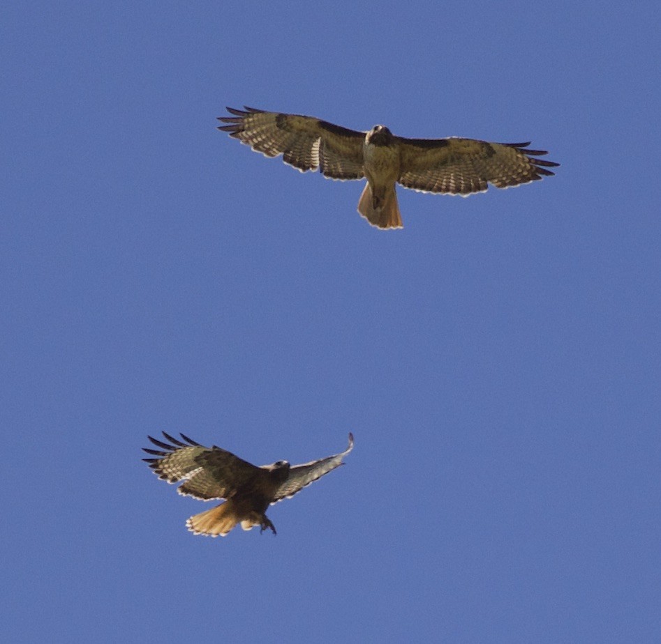 Red-tailed Hawk - ML241509191