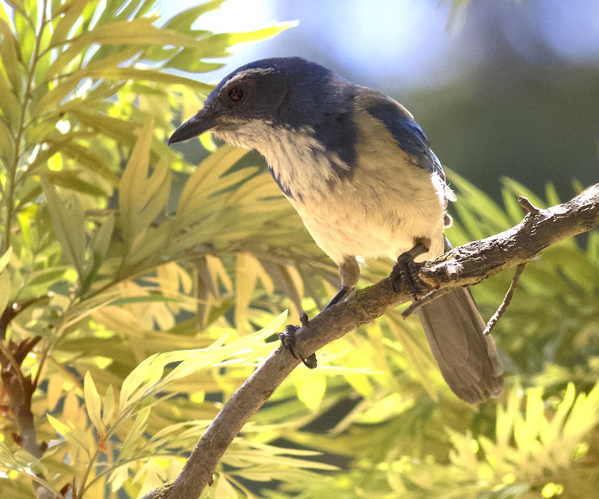 California Scrub-Jay - ML241509321