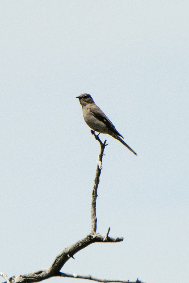 Townsend's Solitaire - ML241509411