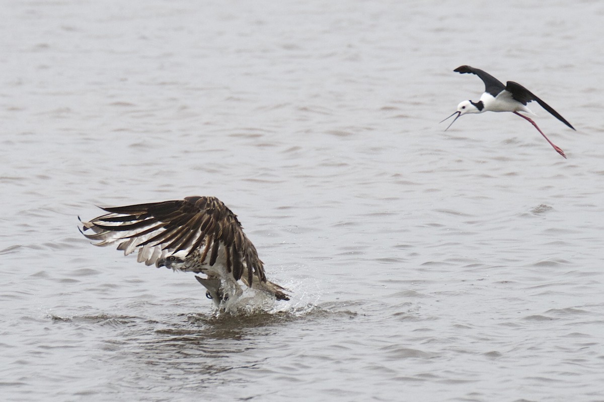 Osprey - Chris Barnes