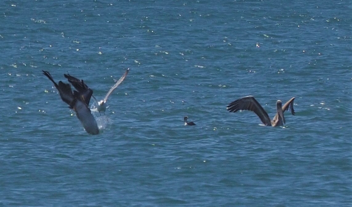 Brown Pelican - ML241511031