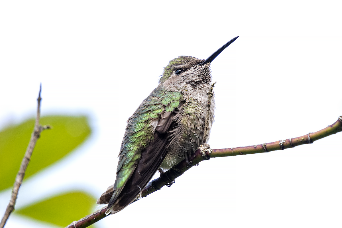 Colibrí de Anna - ML241512171