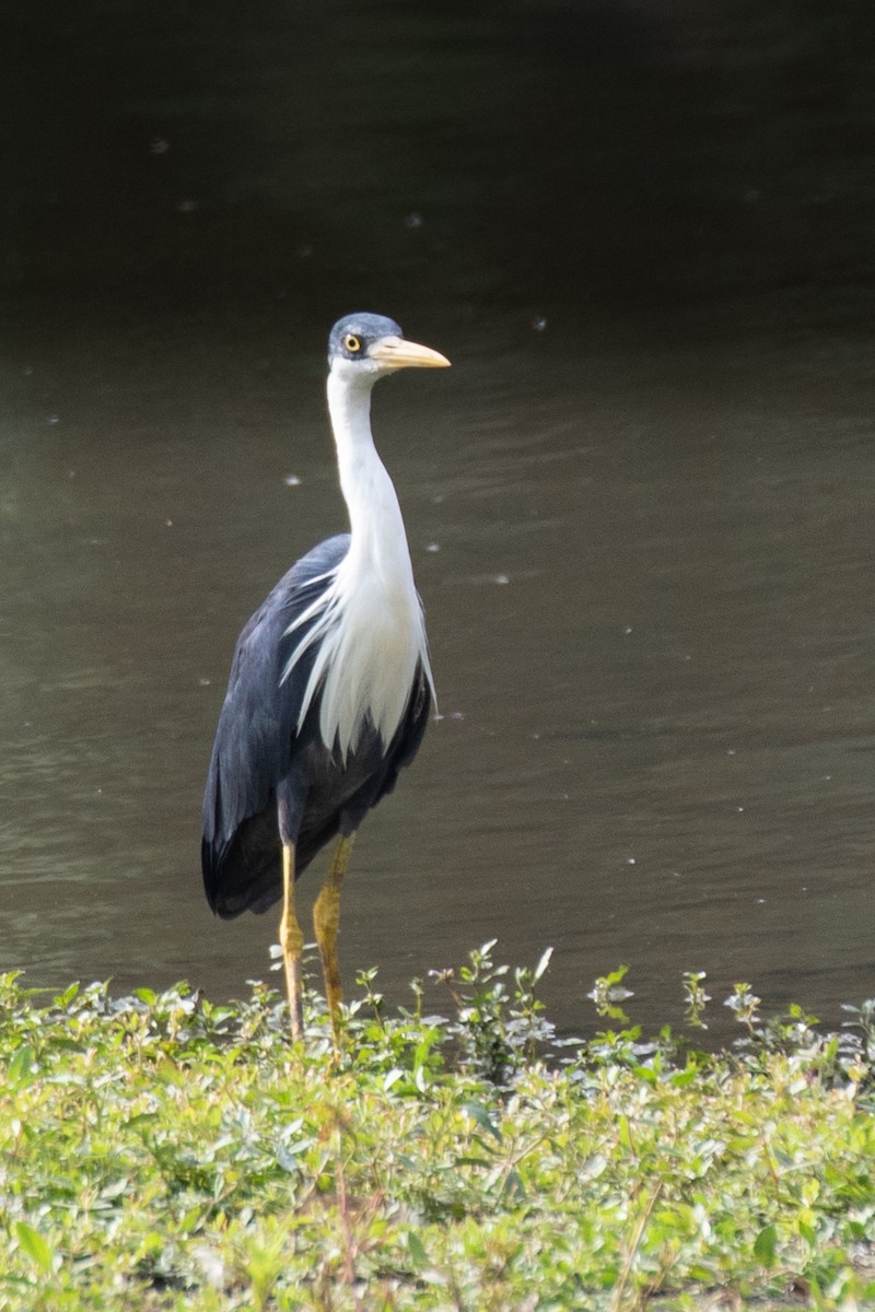 Pied Heron - ML241512431