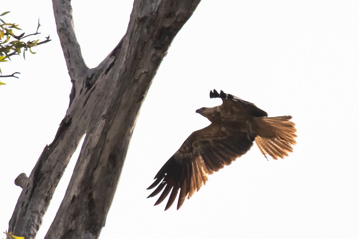 Whistling Kite - ML241512471