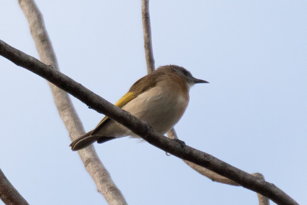 Rufous-banded Honeyeater - ML241512541