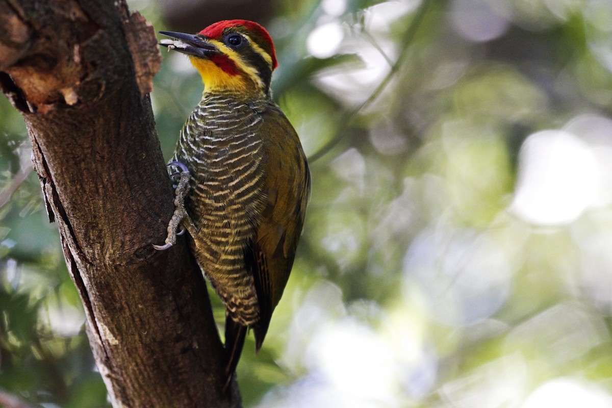 White-browed Woodpecker - ML241512911