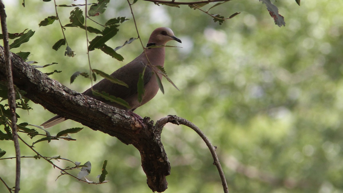 Red-eyed Dove - Daniel Jauvin