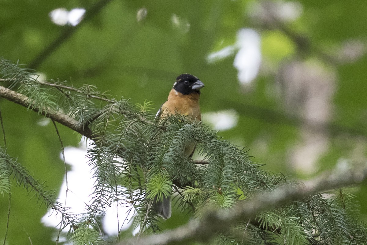 Black-headed Grosbeak - ML241515881