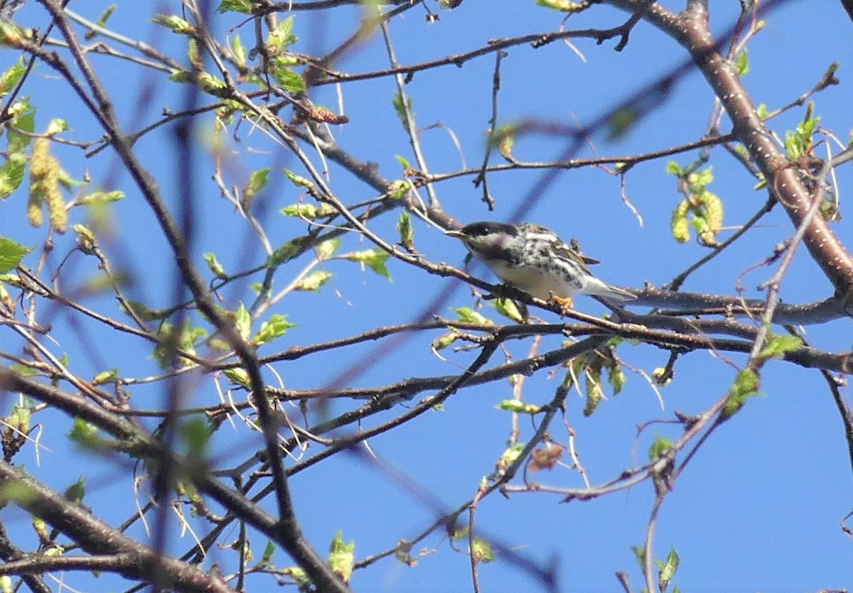 Blackpoll Warbler - ML241519031