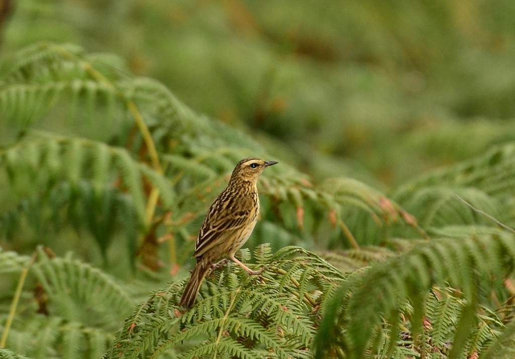 Nilgiri Pipit - ML24151951