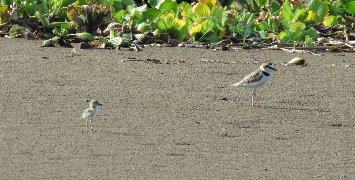 Collared Plover - ML241525561