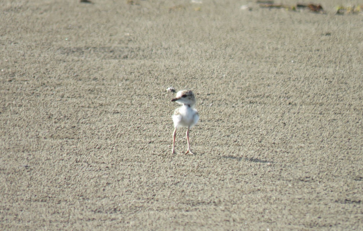 Collared Plover - ML241525611