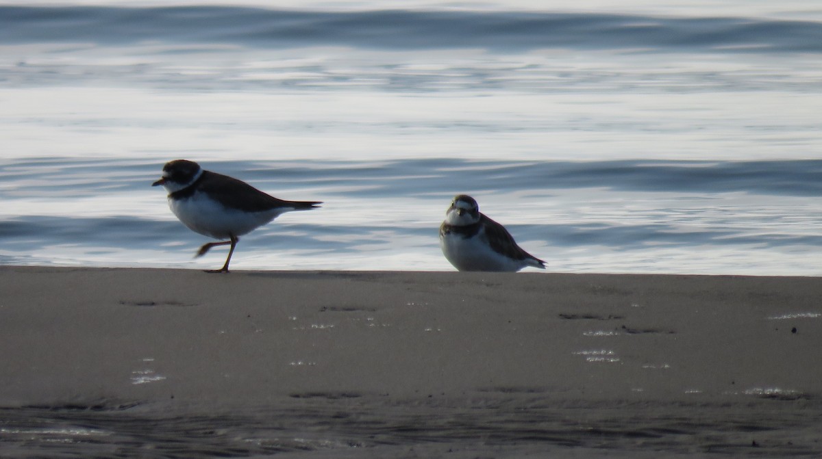 Semipalmated Plover - ML241525631